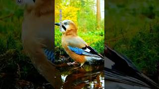 Cute Bird bathing in a pit filled with water shorts birds trending shortvideo short [upl. by Ettelimay]