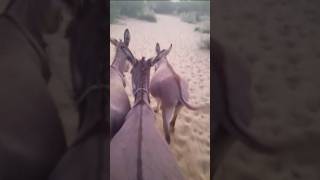 Donkey farming in Pakistan videodonkey [upl. by Slaby]