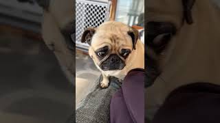 Oops I farted again The looks🤣🐶💨 pug shorts fart dog trending funny guilty [upl. by Moffat]