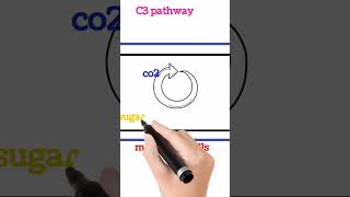 C3 pathwayscienceplant physiologycalvin cycle short short videos shorts viral botany shorts [upl. by Anomor377]