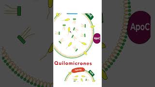 Lipoproteínas tipos y composición bioquímica metabolismo grasa [upl. by Killam951]