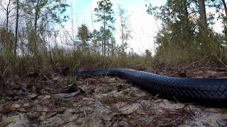 Eastern Indigo Snake Slithering Through the Pines [upl. by Reinhardt853]