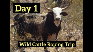 Setting up camp amp roping wild cattle before sunset DAY 1 [upl. by Aitak]