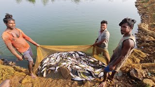 Pangasius Fish Farming [upl. by Adalbert899]