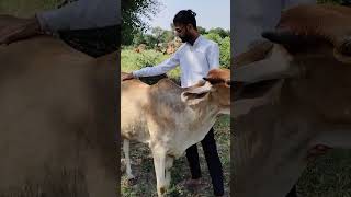 Gau Mata jayshreeram viralvideo trendingvideo youtubeshorts gaumatacute hindutva indiancow [upl. by Torhert252]