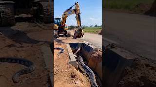 python appears in gutter startles excavator youtubeshorts [upl. by Coriss]