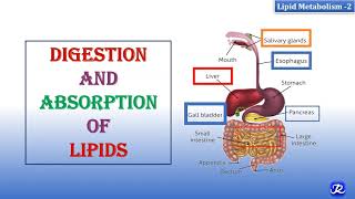 2 Digestion amp Absorption Of Lipids  Lipid Metabolism2  Biochemistry  NJOY Biochemistry [upl. by Morril]