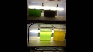 Phytoplankton Cultures [upl. by Hewitt490]