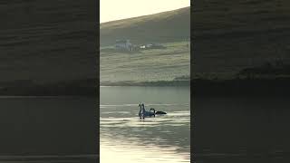 A Spring Walk in Shetland [upl. by Edijabab840]