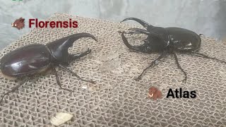 Rhinoceros beetle battle  88mm Chalcosoma Atlas vs 83 Xylotrupes gideon Florensis [upl. by Ronalda376]