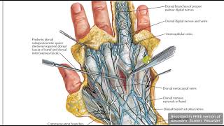 Dorsum of hand skin amp fascial spaces [upl. by Bar]