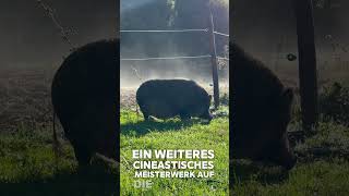 Schweinchen im Nebel lebenshof tierpatenschaft farmlife gnadenhof tierrettung [upl. by Kylstra]