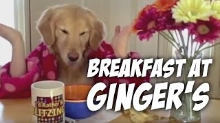 Breakfast at Gingers golden retriever dog eats with hands [upl. by Nelo]