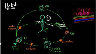 Parasitology 04 H hetrophyes »DrMoaz [upl. by Esorbma905]