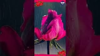 Rose Day 2024 The history and significance of Roses  Valentines’ Week  Oneindia shorts roseday [upl. by Sherrod595]