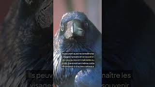 Les oiseaux les plus intelligents [upl. by Bj]