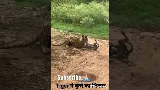 TIGER ATTACK IN DOG RANTHAMBORE FORT [upl. by Kazim]