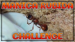 MANICA RUBIDA CHALLENGE fireants ants challenge [upl. by Azilem]