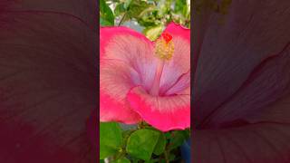 Hibiscus flower in my rooftop garden shorts garden flowers nature subscribe my YouTube channel🙏 [upl. by Arun]