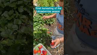 First harvesting of the season by 2 year old on our farm satisfying [upl. by Aruabea]