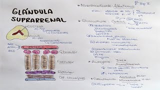 Glándula suprarrenal Aldosterona Cortisol DHEA Androstenediona [upl. by Eylhsa]