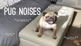 Pug Noises  Compilation [upl. by Piefer187]