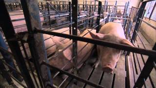 A Pigs Tale  Sows in gestation crates [upl. by Aicilet]