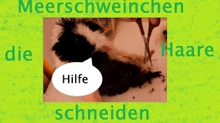 Meerschweinchen die Haare schneiden [upl. by Lati602]