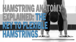 Hamstring Anatomy Explained The Key to Flexible Hamstrings [upl. by Rosario]