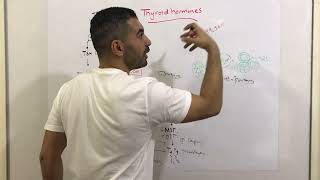 Thyroid Hormone synthesisEndocrine [upl. by Alac196]