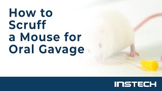 How to Scruff a Mouse for Oral Gavage [upl. by Ecyob]