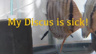 Wild Discus fish with the Gill problem update [upl. by Dazhehs111]