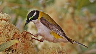 Honeyeaters of Australia [upl. by Nedloh]