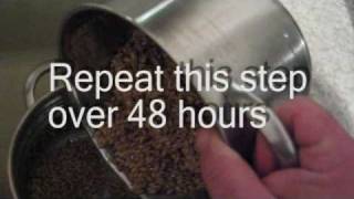 How to make malted barley [upl. by Shakti]