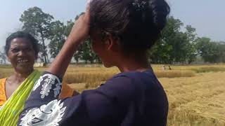 VILLAGE PADDY ROUGHRICE GAON DHAAN KATAI IS ANANDPUR JHARKHAND [upl. by Vivianna]