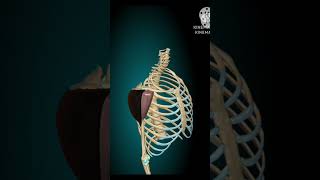 Deep Dive into Deltoid Muscle 3D Anatomy and Functions [upl. by Gee370]