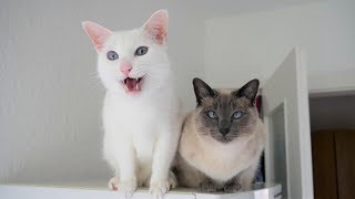 Siamese Cats talking amp wanting Treats  Siamkatzen reden amp wollen Leckerlie [upl. by Alexia]