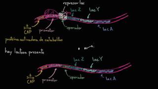 Operón lac  Regulación génica  Biología  Khan Academy en Español [upl. by Nosniv]