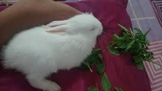 🐇rabbit injured rabbits leg broken🐇 [upl. by Nauaj439]