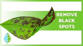 BLACK SPOTS on LEAVES of PLANTS 🍃 3 Causes and Solutions ✅ [upl. by Ashil502]