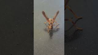 Wow Its not a waspand not a Praying Mantis like I thought Wasp mantidfly Hit the Like on this [upl. by Eillac]