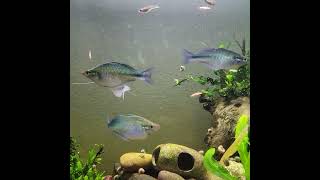 Melanotaenia lacustrisLake Kutubu Rainbowfish [upl. by Lightman]