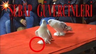 TŞGF ŞEBAP GÜVERCİN İHALESİ YARIŞMASI Turkey Pigeon Contest 👇 [upl. by Ardie]