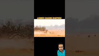 Lion vs chitta trending wildlife attack shortvideos youtubeshorts [upl. by Jessalin]