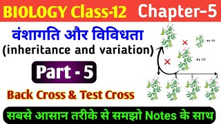 Biology class 12 ch 5  inheritance and variation  back cross test cross  test cross and backcross [upl. by Jamilla808]