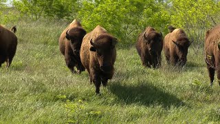 LIPAN APACHE BUFFALO RETURN TO NATIVE LAND [upl. by Ekusuy]