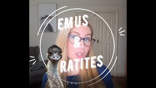 Emus amp Ratites [upl. by Erot988]