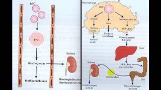 HEMOGLOBINURIA [upl. by Leonard955]