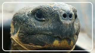 Giant Tortoise The Epic Journey Across The Galapagos [upl. by Colpin]