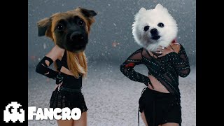 KAROL G Shakira  TQG Cover Perros [upl. by Rochester]